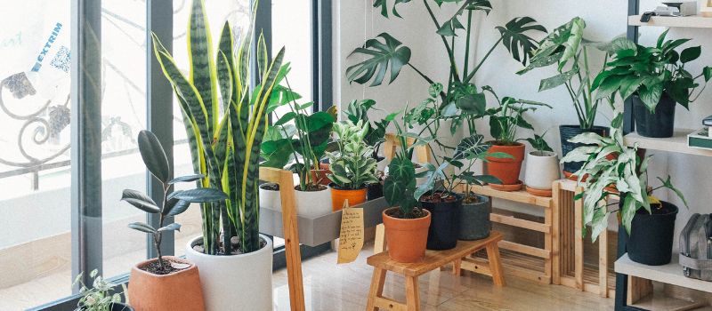 the-joys-of-caring-for-a-houseplant-a-guide-to-appreciating-nature-indoor