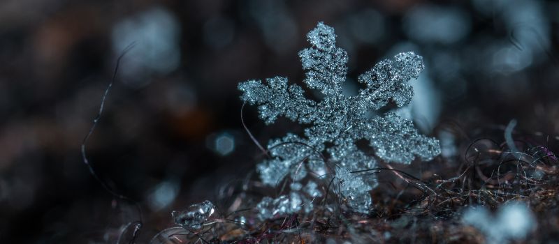 exploring-a-winter-wonderland-tips-for-capturing-amazing-photos-in-the-snow