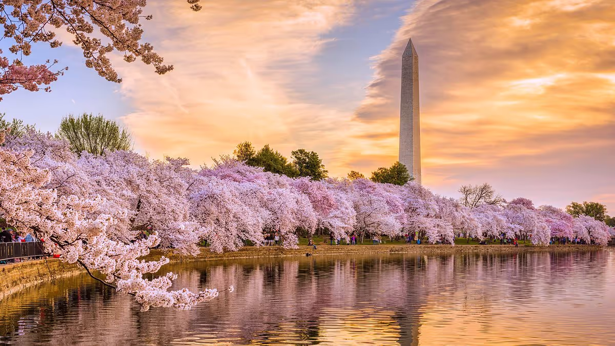 a-look-at-cherry-blossoms-in-the-united-states