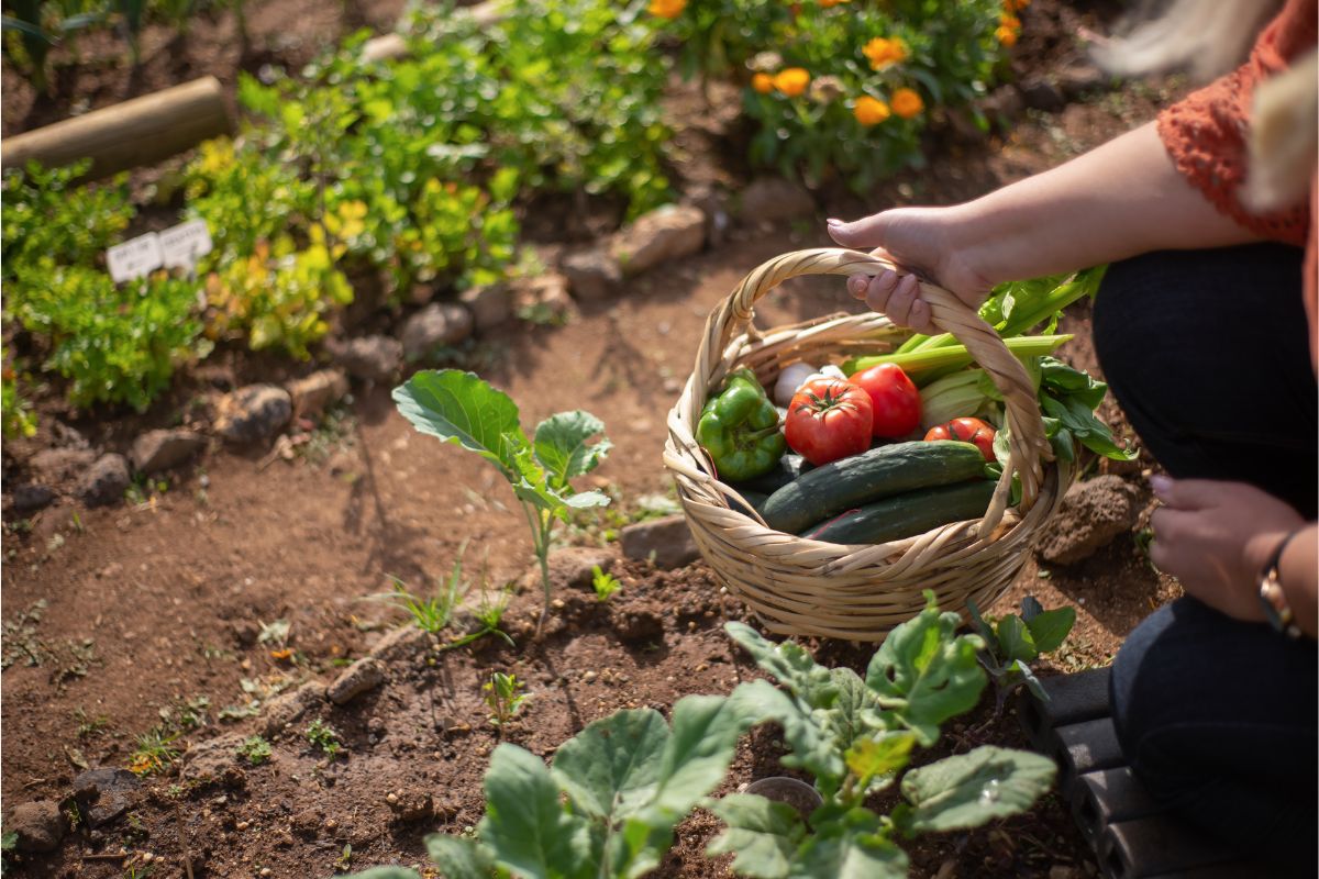 how-to-start-a-successful-garden-8-steps