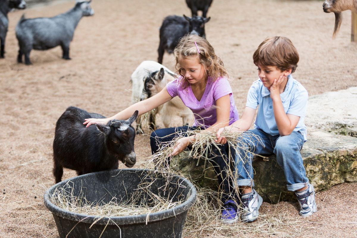 9-reasons-why-you-should-visit-a-petting-zoo-this-april