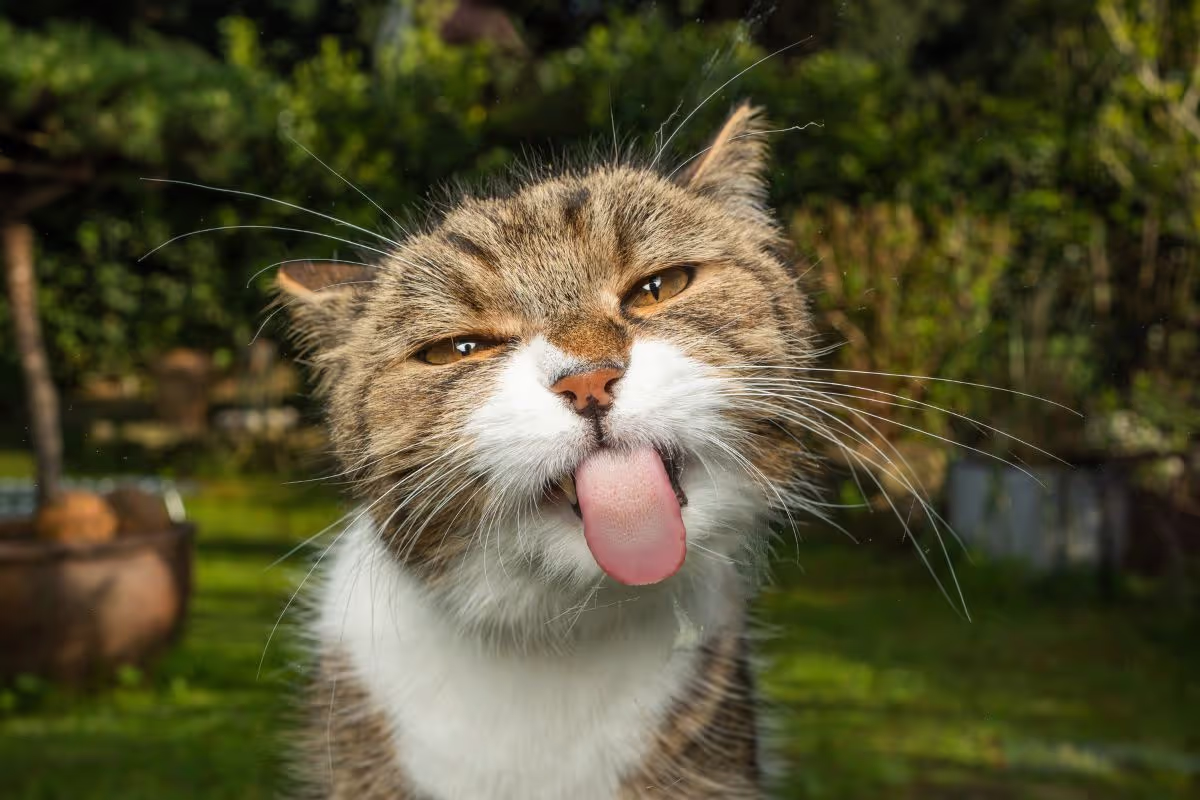 the-importance-of-regular-vet-check-ups-for-cats
