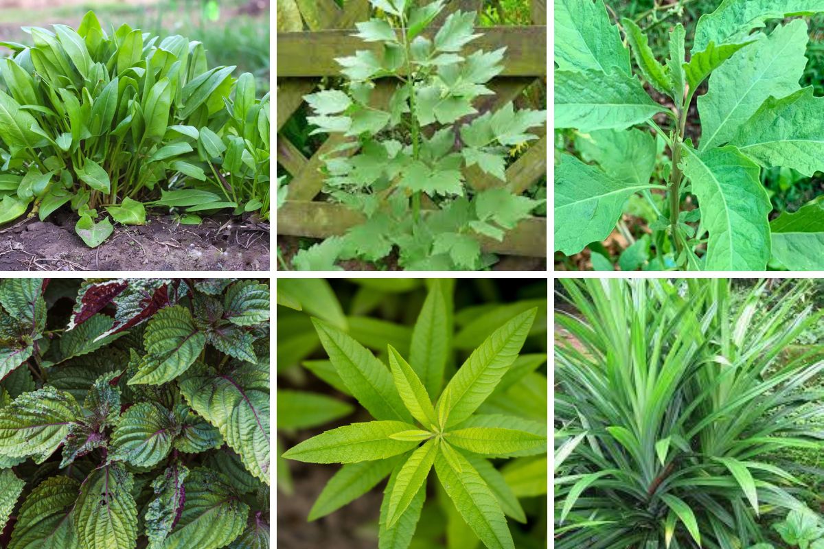 top-6-unpopular-herbs-to-upgrade-your-dish