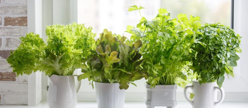 how-to-grow-herbs-indoors-in-autumn