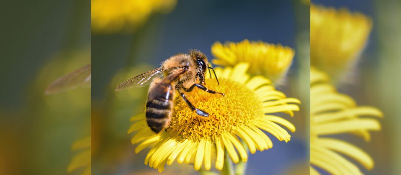 save-the-bees-10-fun-and-creative-ways-to-support-bee-conservation-efforts