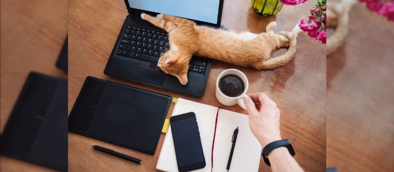 10-things-to-keep-in-mind-when-bringing-along-your-cat-to-work