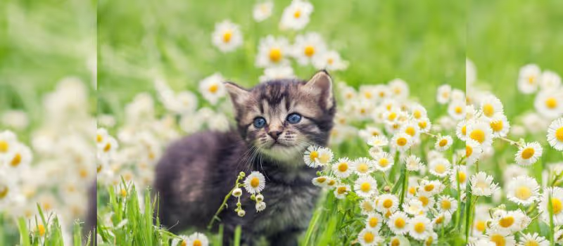 keeping-your-kitten-happy-and-healthy-10-super-helpful-tips-for-new-kitten-owners