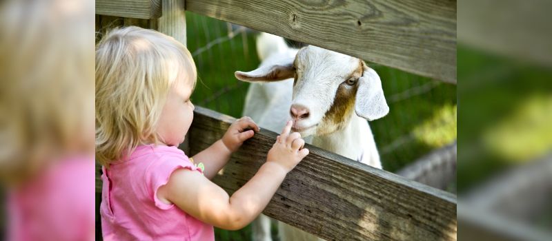 9-things-to-keep-in-mind-when-bringing-your-kids-to-a-petting-zoo-this-summer