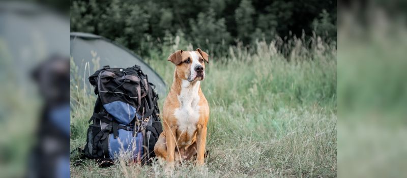 how-to-plan-a-fun-and-safe-pet-friendly-camping-trip-10-tips