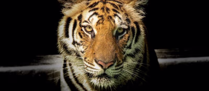 roaring-for-adventure-how-to-channel-and-unleash-the-inner-tiger-in-you