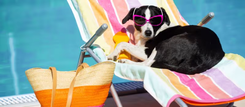 august-pet-care-4-tips-for-keeping-your-pets-cool-in-the-heat