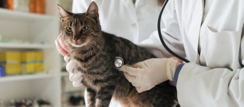 how-to-prepare-your-cat-for-a-stress-free-vet-visit-5-tips