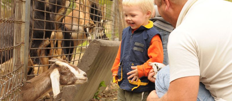 5-things-to-keep-in-mind-when-bringing-your-kids-to-the-zoo