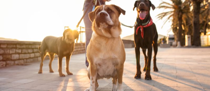 5-basic-dog-walking-etiquette-to-keep-in-mind