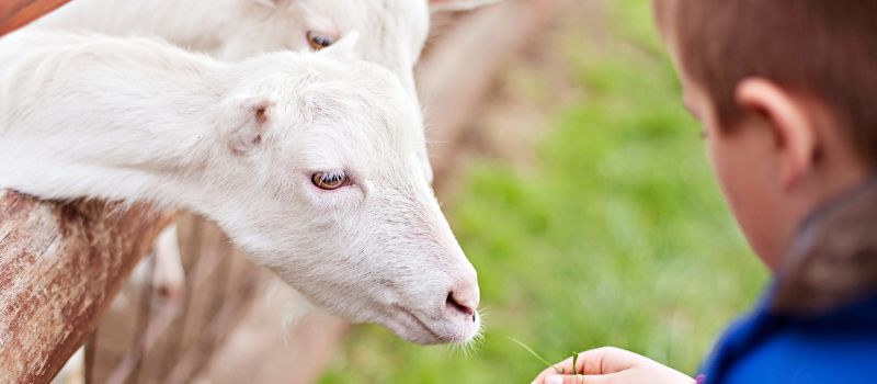 kindness-101-how-to-teach-your-kids-empathy-and-compassion-with-a-fun-visit-to-a-petting-zoo