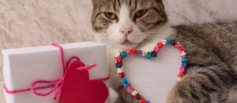 6-ways-to-celebrate-valentines-day-with-your-pet