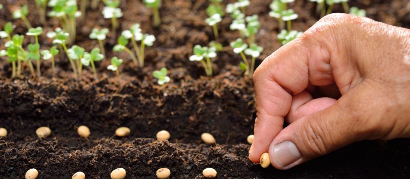 the-joy-of-planting-5-therapeutic-benefits-of-gardening-for-mind-and-body